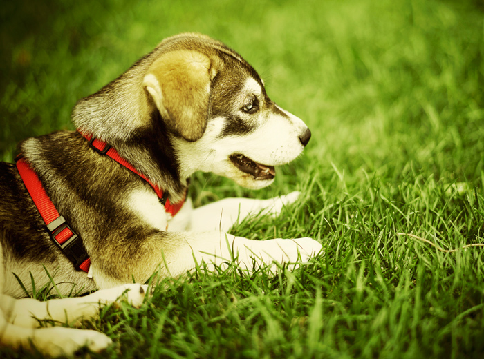 安卓ddos攻击工具