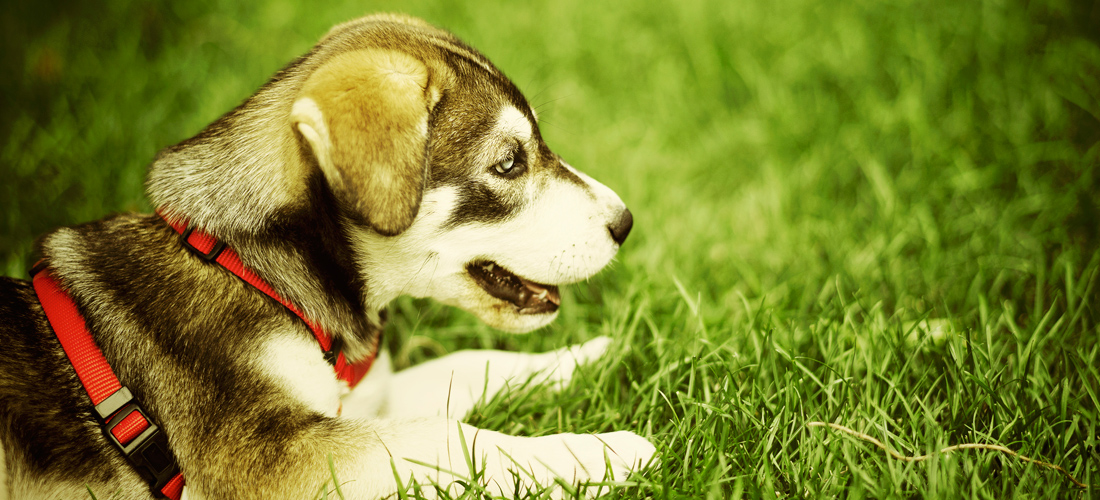 智能算法引擎的网页攻击器